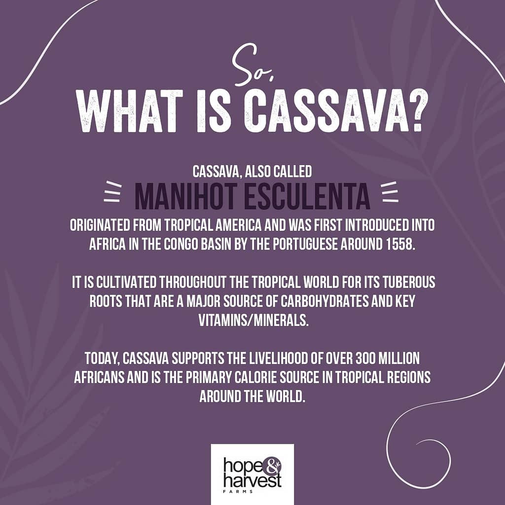 cassava-uses-and-benefits