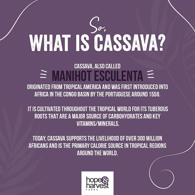 cassava-uses-and-benefits