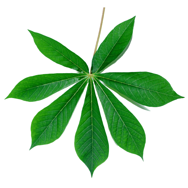 Cassava Powder Benefits, Uses And Health Facts
