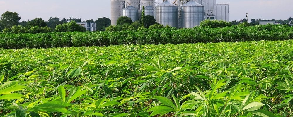 cassava process